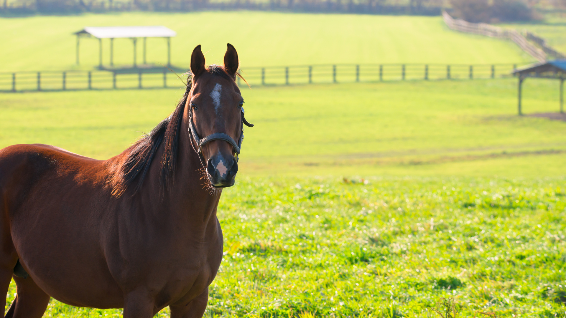 QUIZ What's my Kentucky Derby horse name?